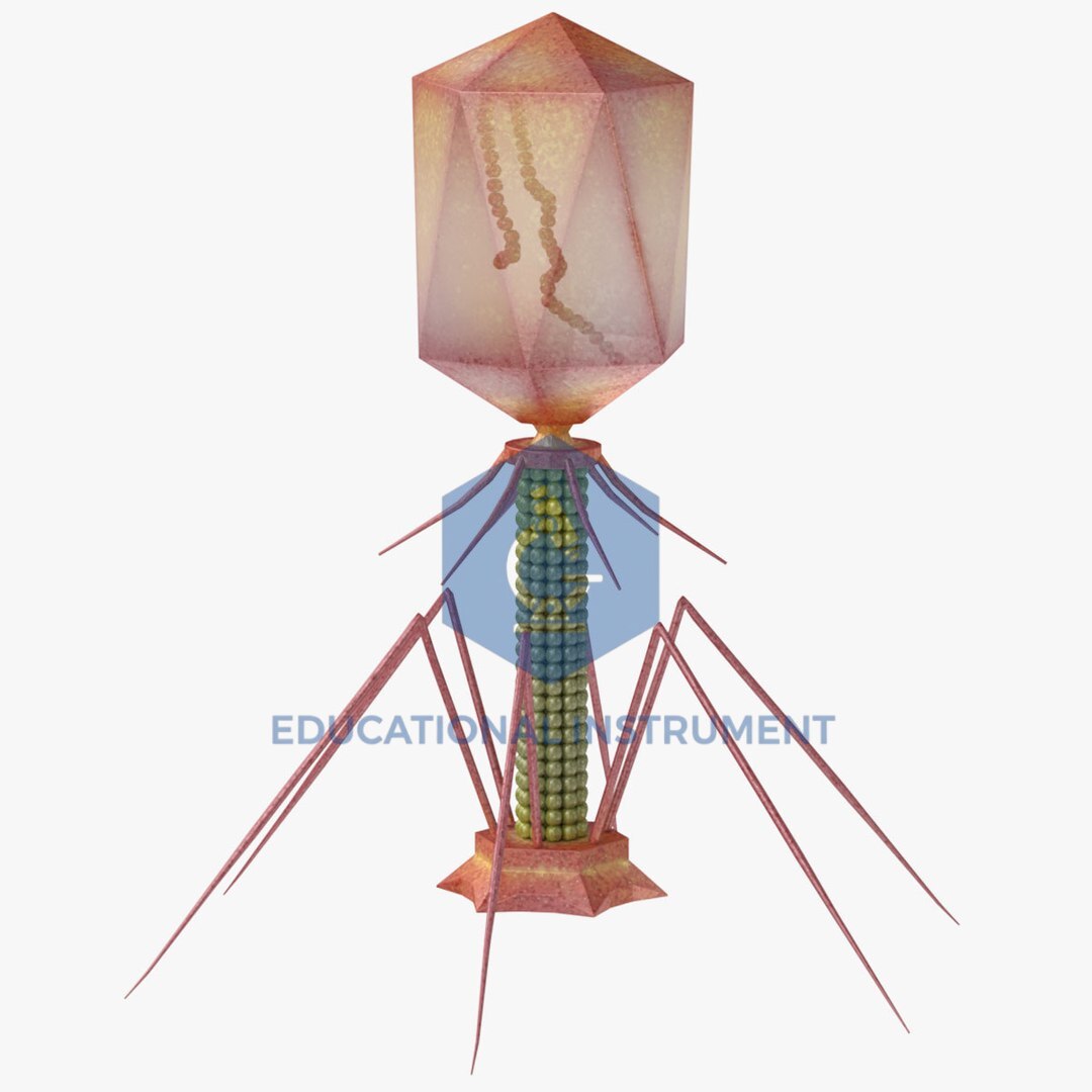 Bacteriophage Model